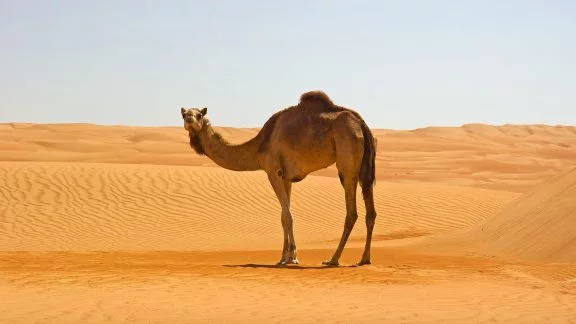 ادرار شتر