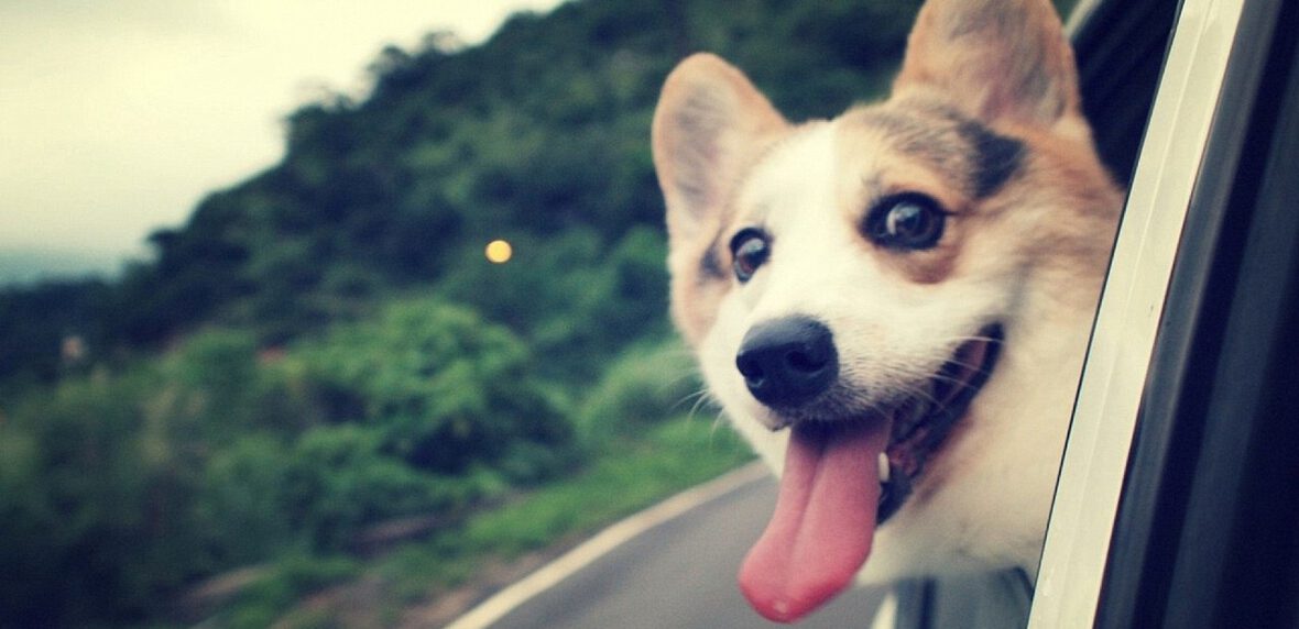 30 حقیقت جالب درباره سگ بودن