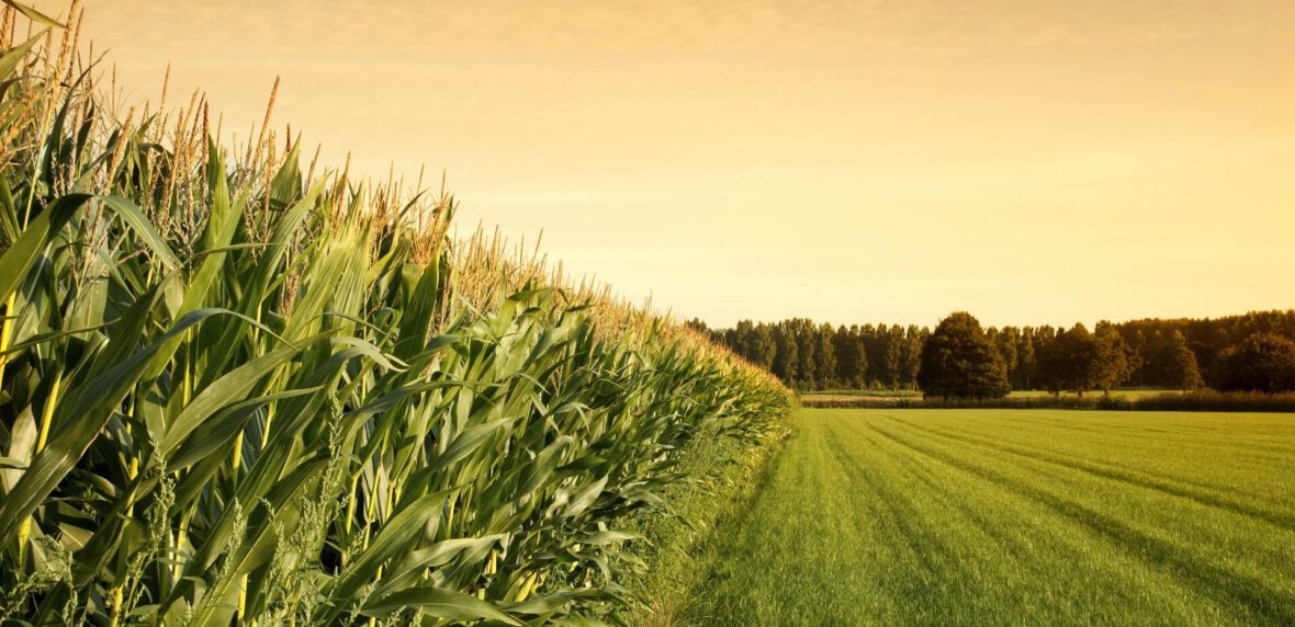 صادرات مواد غذایی