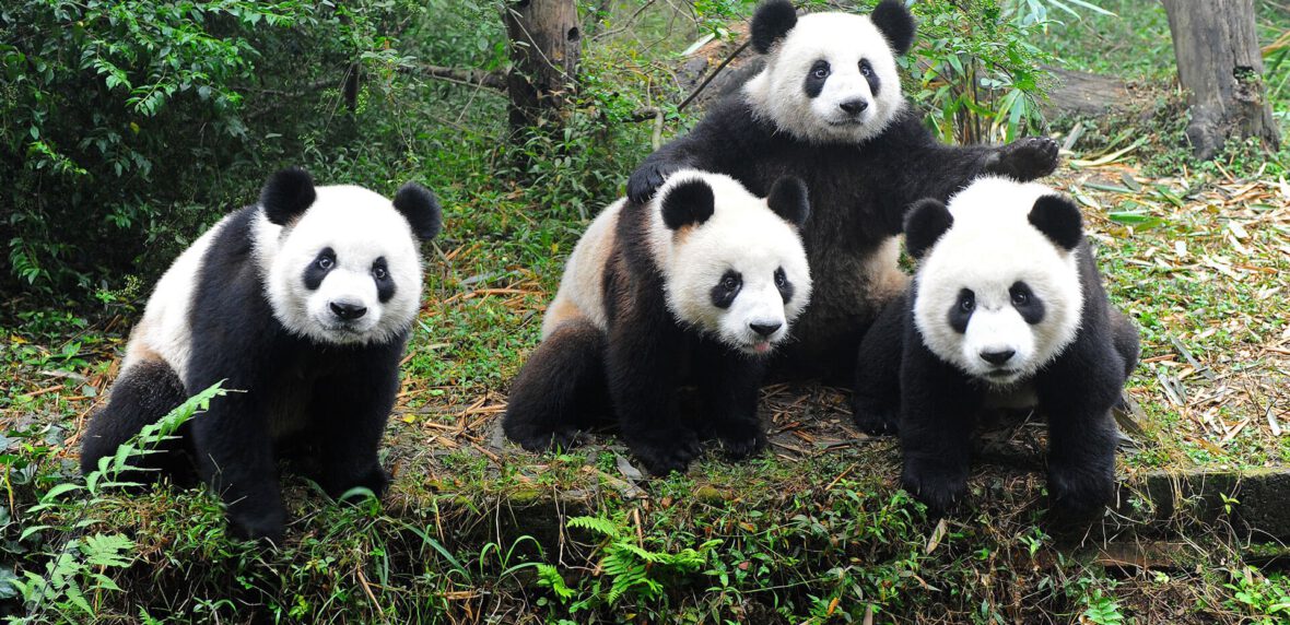 انقراض حیوانات