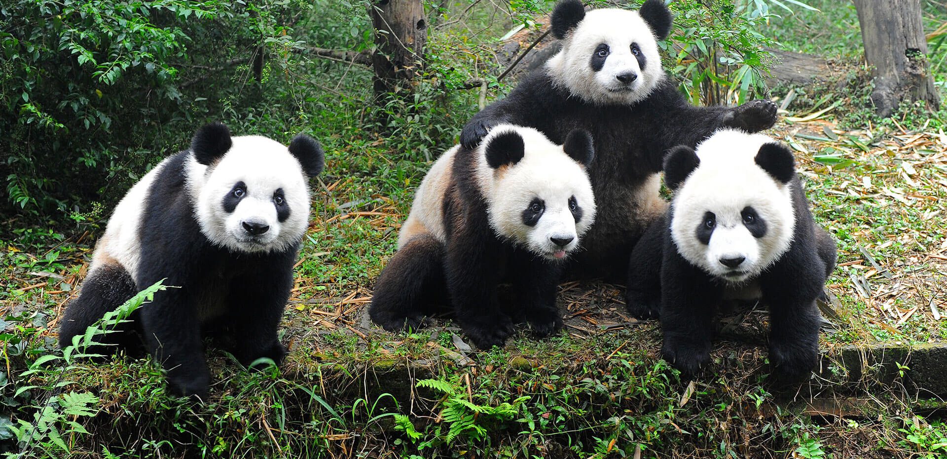 انقراض حیوانات