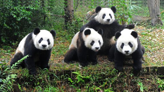 انقراض حیوانات