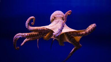 قلب حیوانات