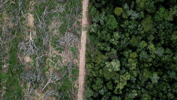 تهدید جنگل‌های بارانی حیاتی با شیوع ویروس کرونا و خطر نابودی کامل زیست‌بوم استوایی