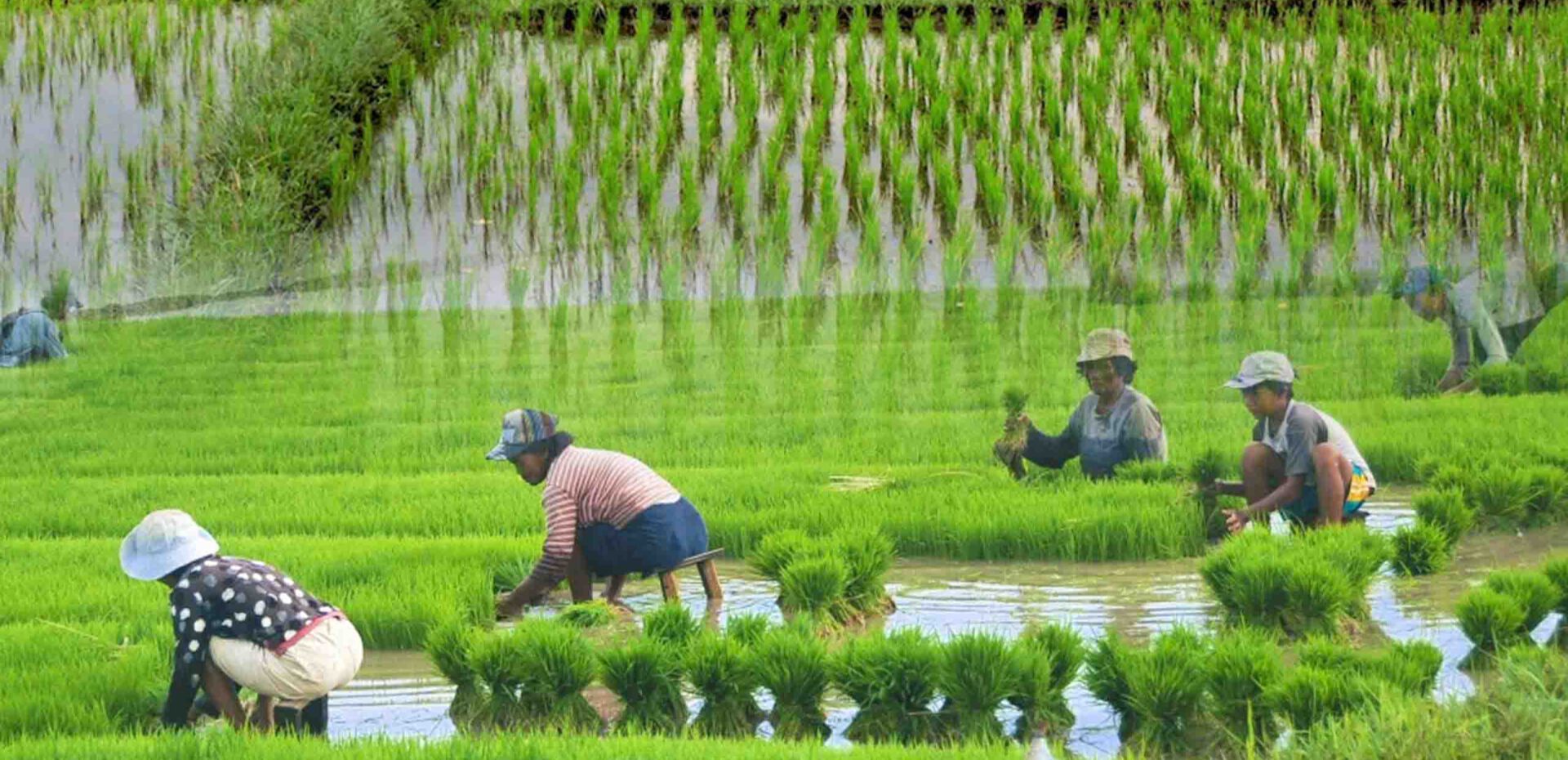 بزرگترین تولیدکنندگان برنج