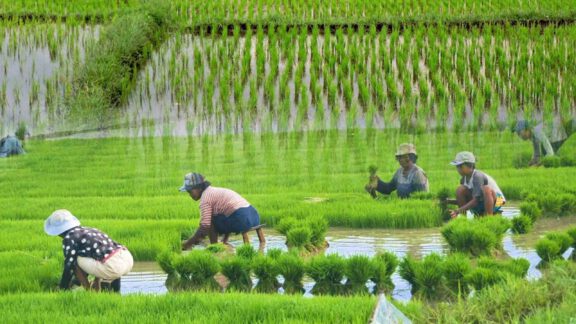 بزرگترین تولیدکنندگان برنج