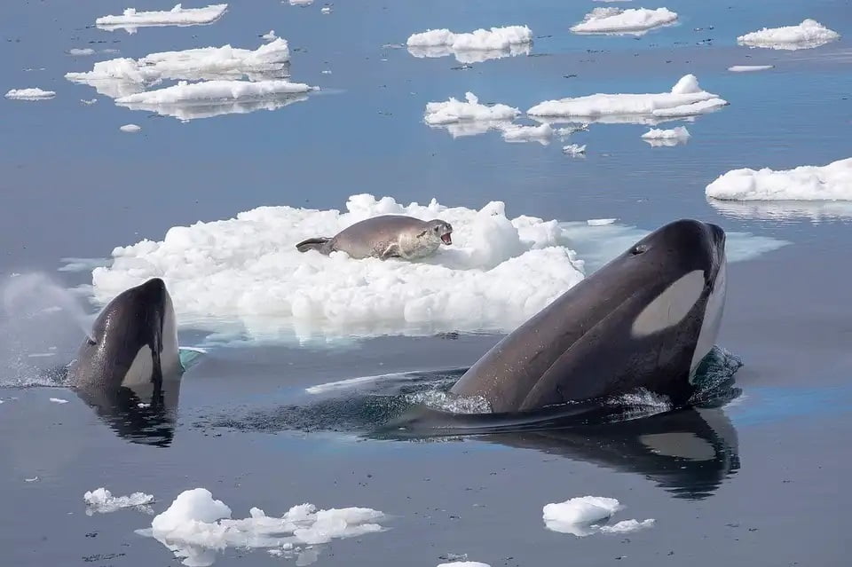 نهنگ‌های‌ قاتل