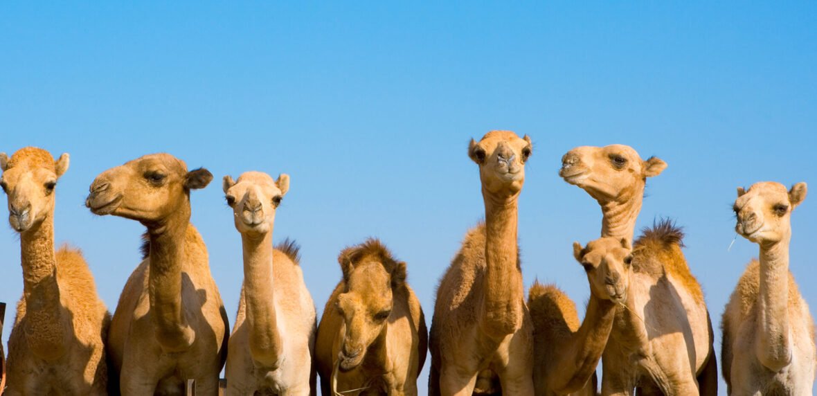 بزرگترین بیمارستان شتر‌ها