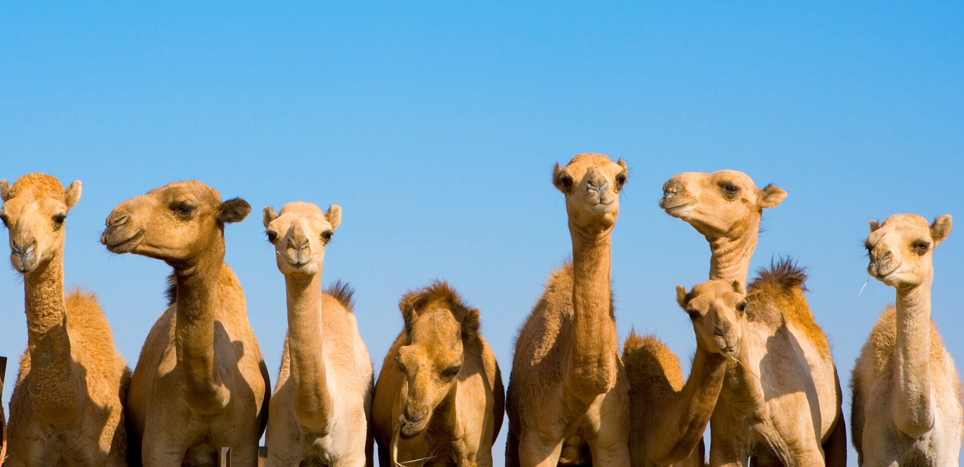 بزرگترین بیمارستان شتر‌ها