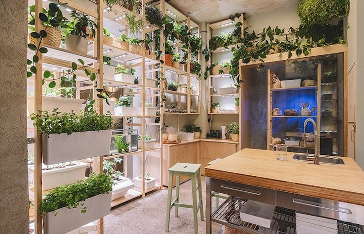 رونمایی IKEA از خانه فردا - گیاهان در منزل