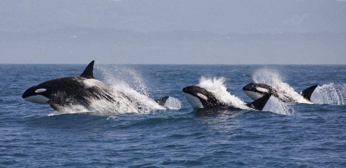 نهنگ‌ قاتل