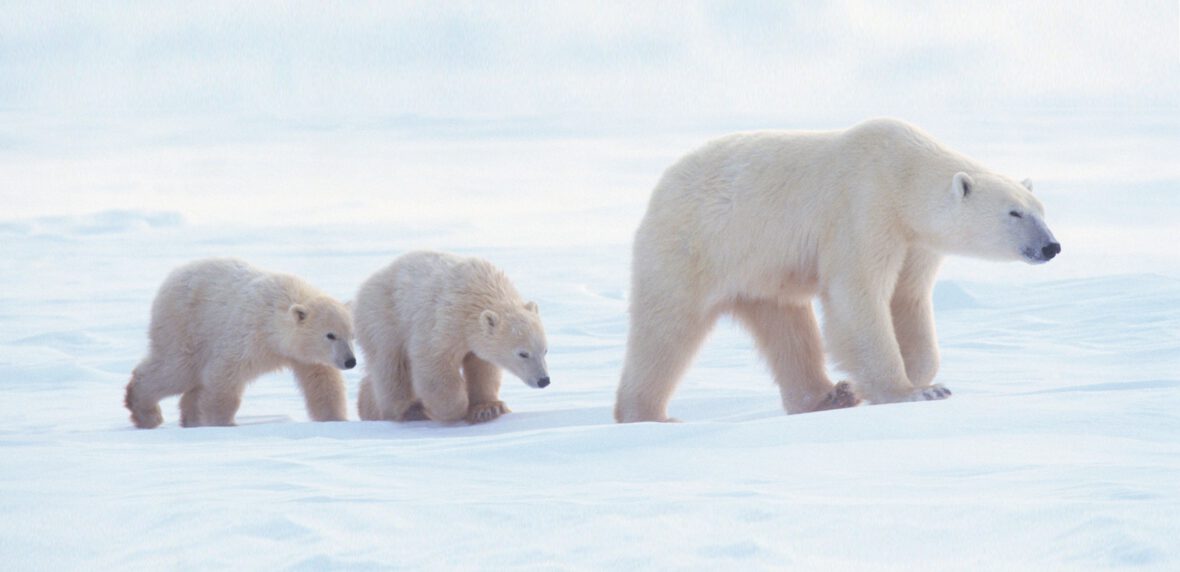 انقراض خرس های قطبی