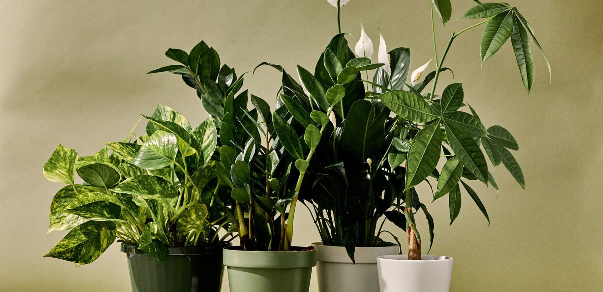 گیاه آپارتمانی