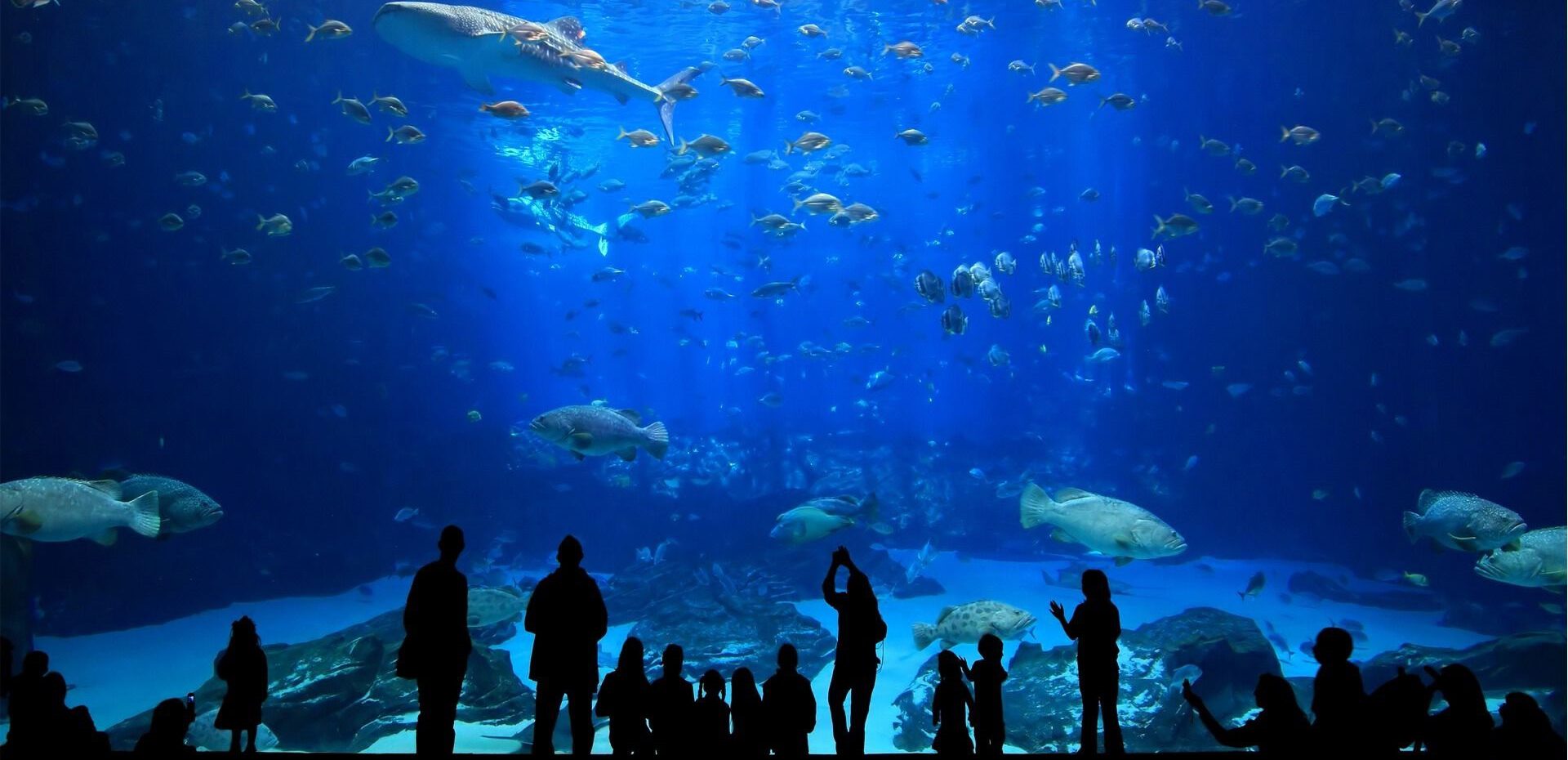 بزرگترین آکواریوم های جهان