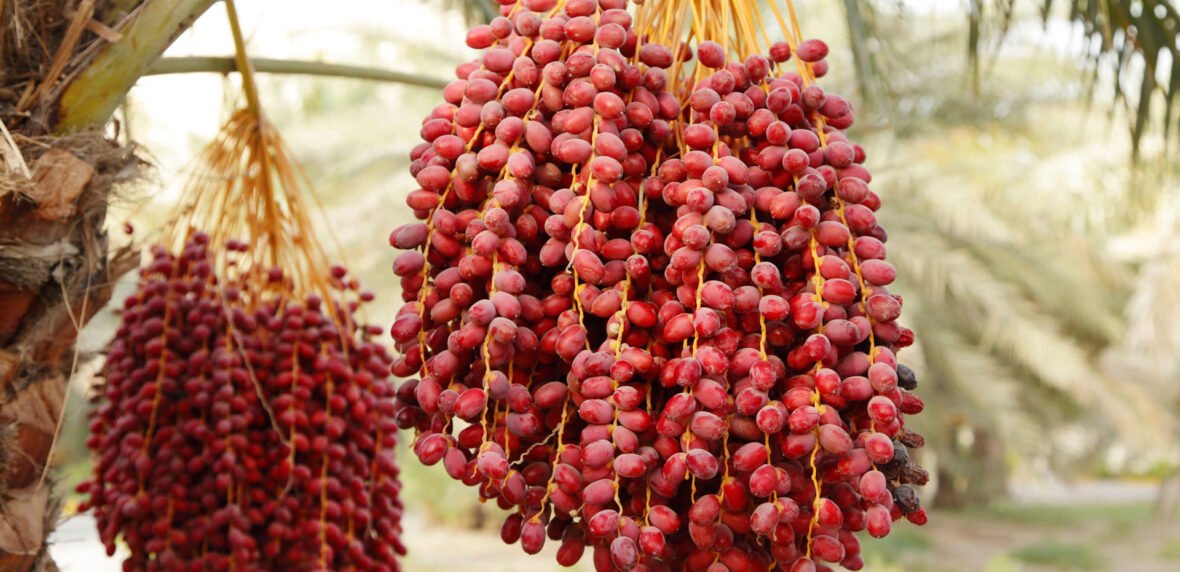 فواید مصرف روزانه خرما
