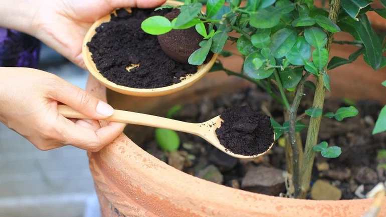 گیاه آپارتمانی