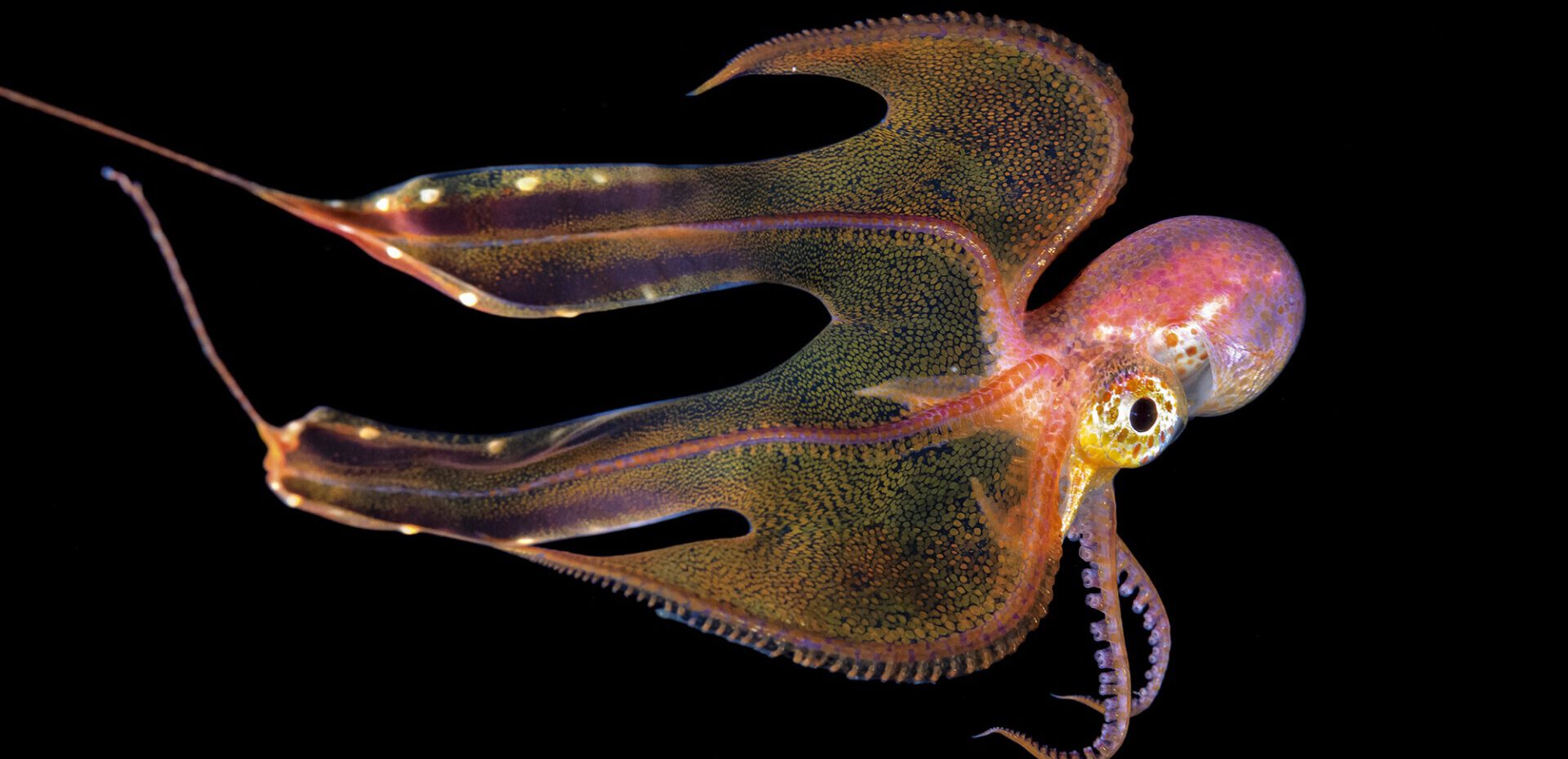 تصاویر دنیای زیر آب در حین غواصی آب سیاه