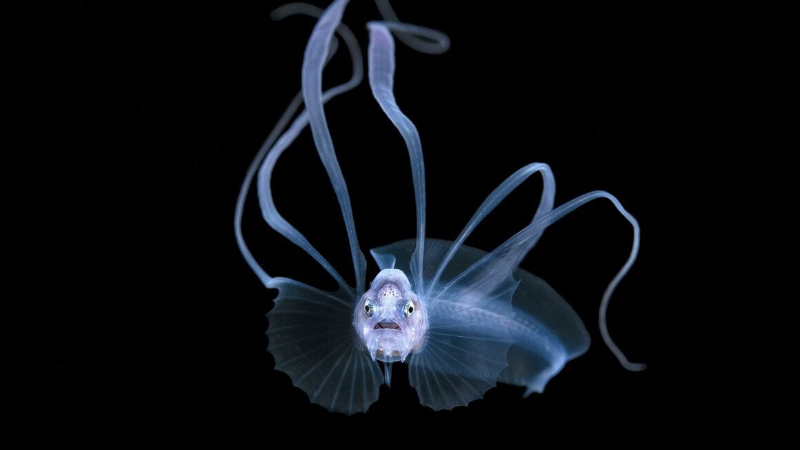 «ماهی گوش استخوانی از دسته روده‌ماهیان ناحیه باتیال» (Acanthonus armatus) در پالم بیچ فلوریدا
