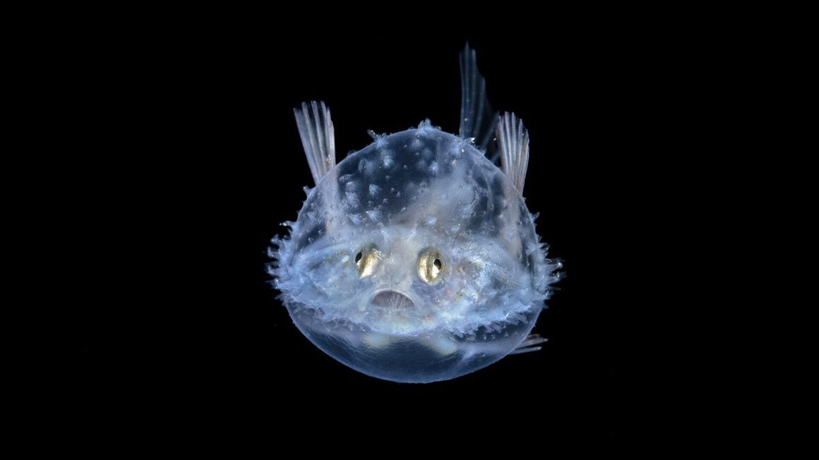 تصاویر دنیای زیر آب - «خفاش ماهی پنکیک لیسه‌ای» (Larval Pancake Batfish» در پالم بیچ فلوریدا
