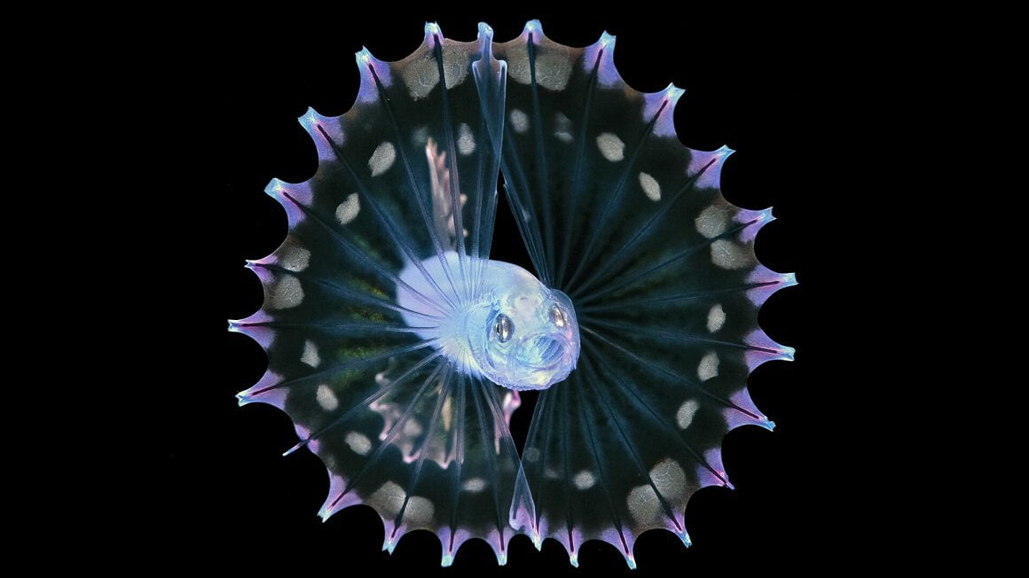 تصاویر دنیای زیر آب - «ماهی سه‌پا» (Tripodfish) در پالم بیچ فلوریدا