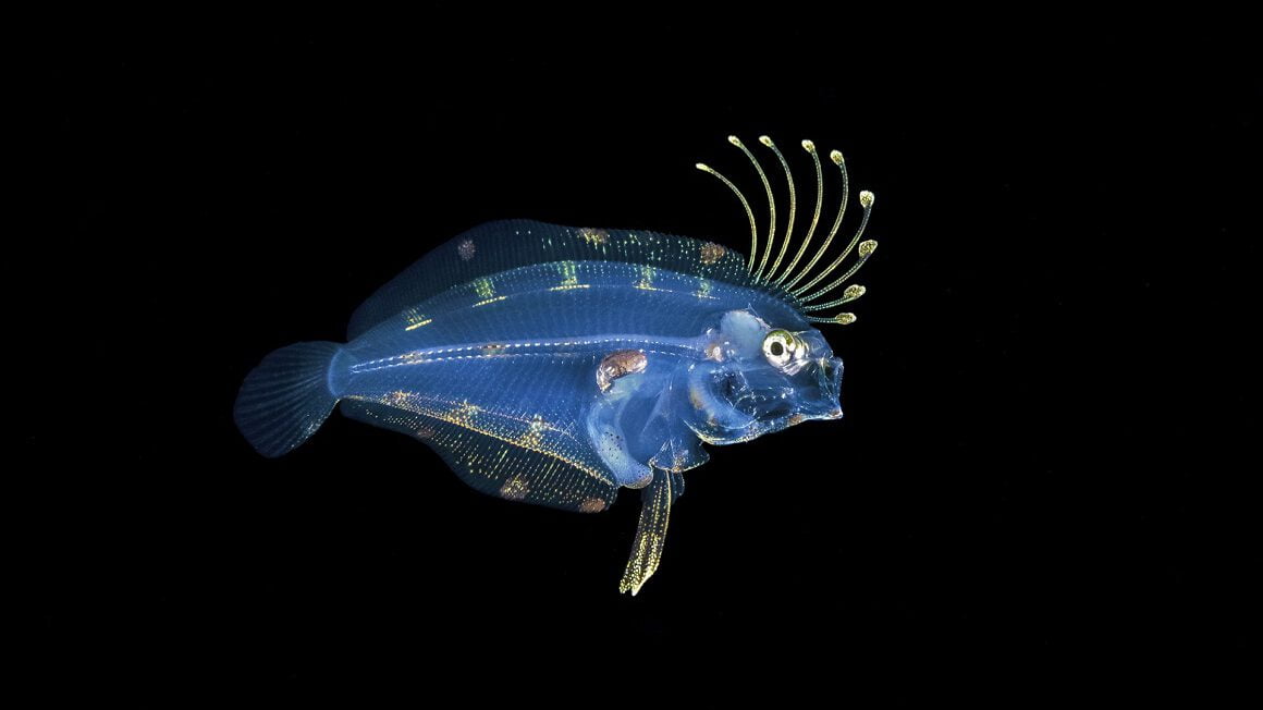 تصاویر دنیای زیر آب - «کفشک ماهی لیسه‌ای» (Larval Flounder) در پالم بیچ فلوریدا