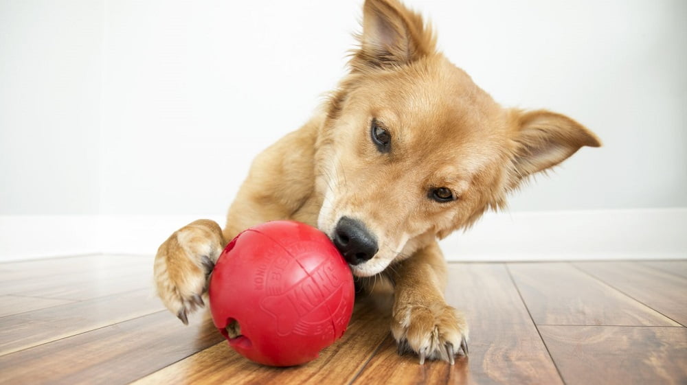7 ایده بازی با سگ در فضای بسته