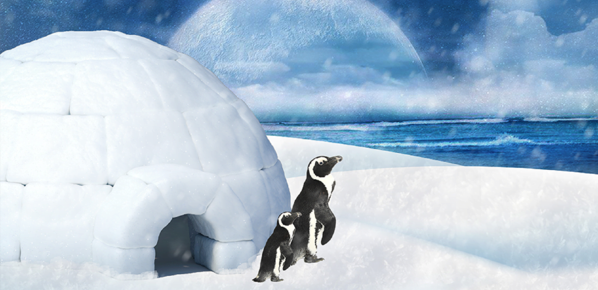 طراحی ایگلو مخصوص پنگوئن ها