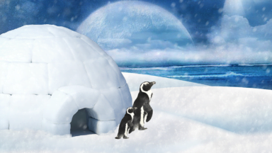 طراحی ایگلو مخصوص پنگوئن ها