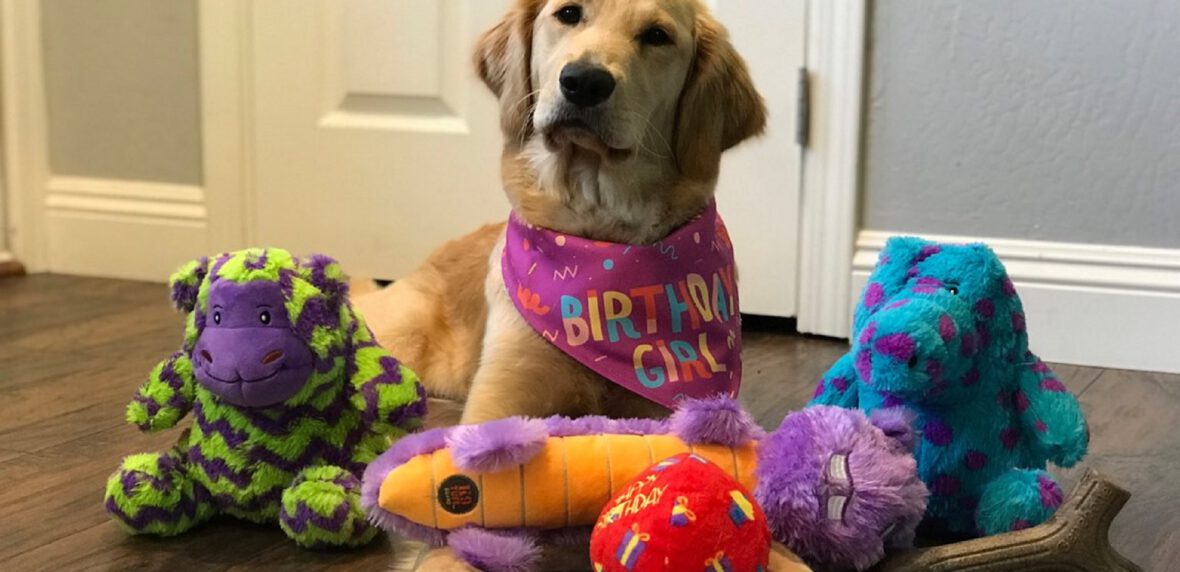 7 ایده بازی با سگ در فضای بسته