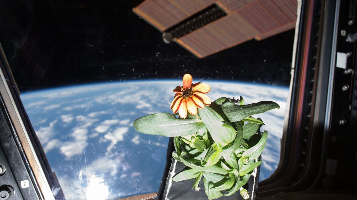 پرورش گیاهان در فضا برای آیندگان با تلاش دانشمندان ناسا امکان پذیر شد