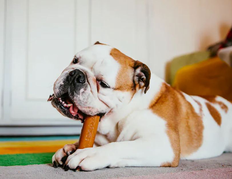 6 وسیله ممنوعه برای جویدن سگها که شما از شنیدنشان متعجب خواهید شد