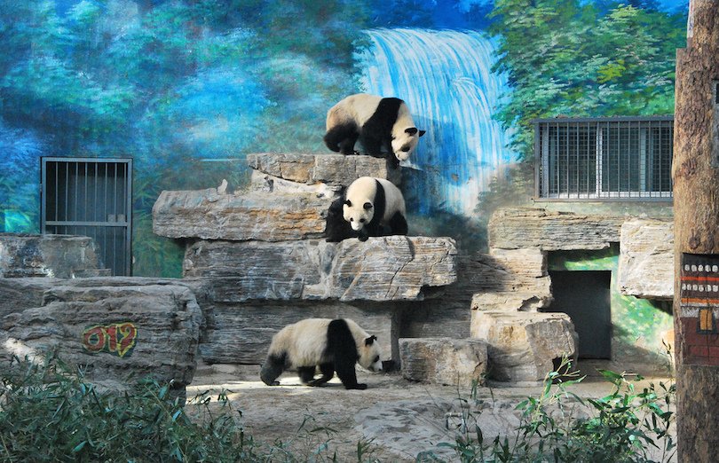 5 باغ وحش بزرگ جهان - 3. باغ وحش پکن