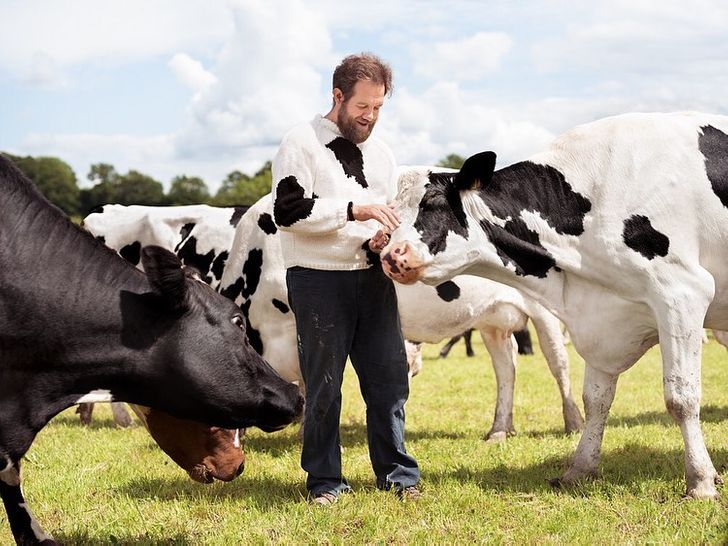 عکاسی خلاقانه از گاو‌ها