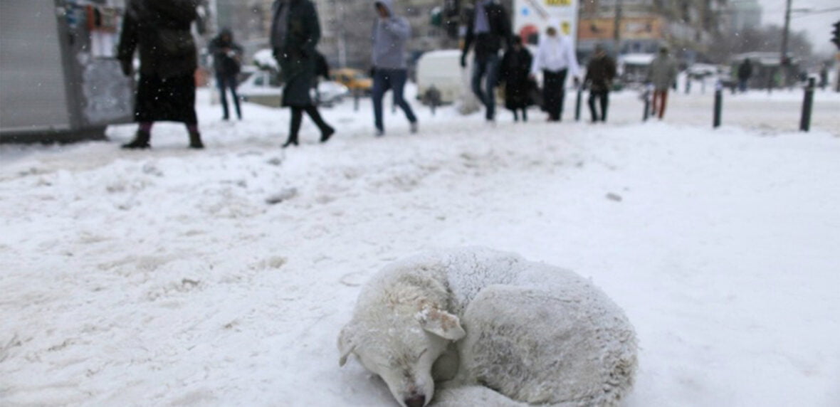 5 نکته مهم کمک به حیوانات ولگرد