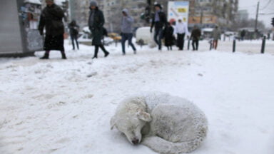 5 نکته مهم کمک به حیوانات ولگرد