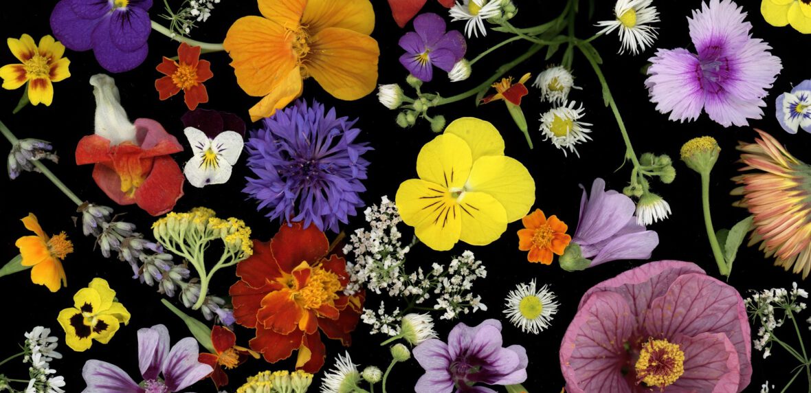 معرفی نام و معنی 15 گل زیبا