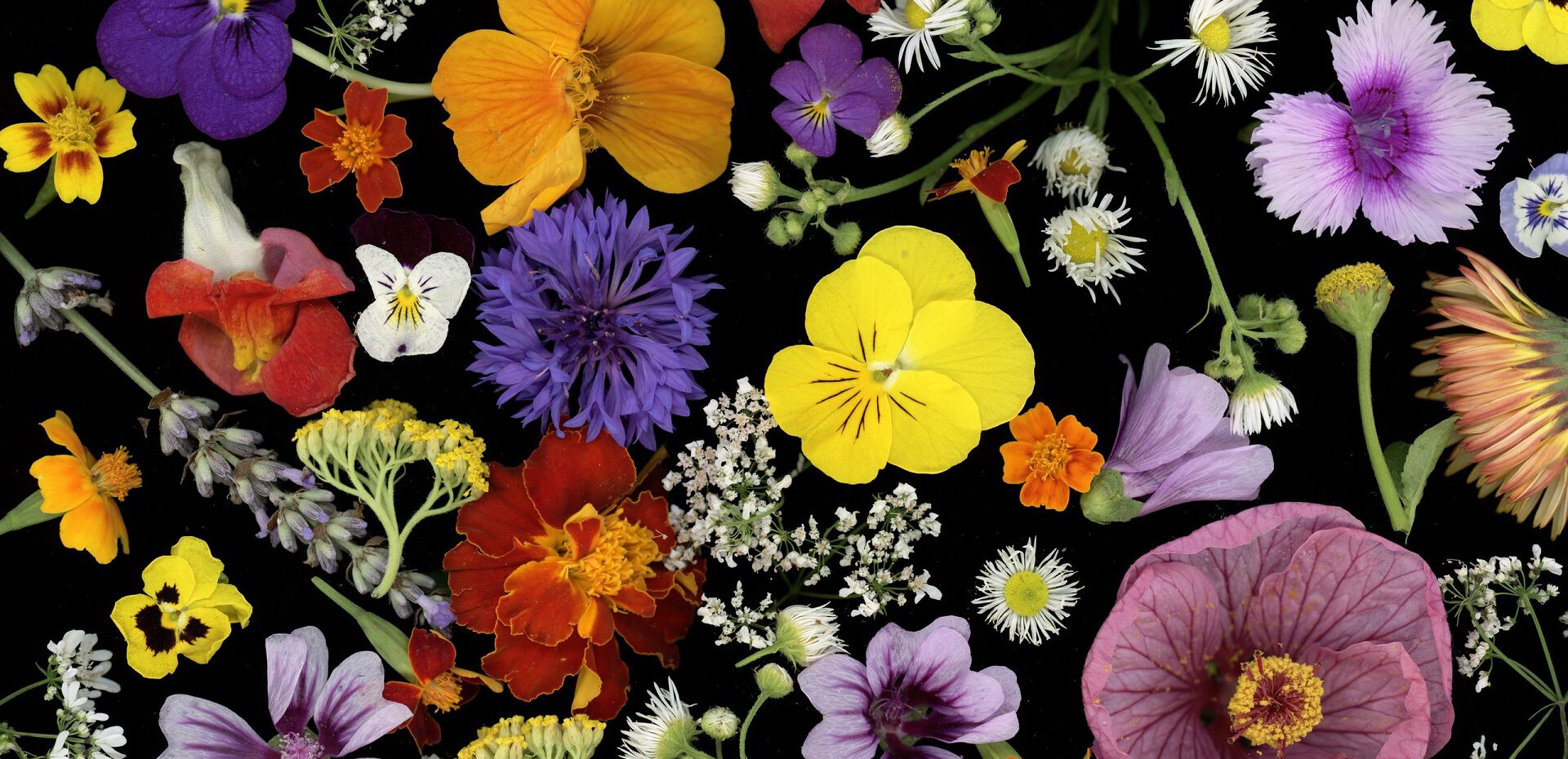 معرفی نام و معنی 15 گل زیبا