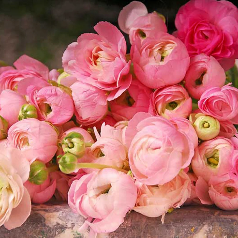 11. گل آلاله Persian Buttercup