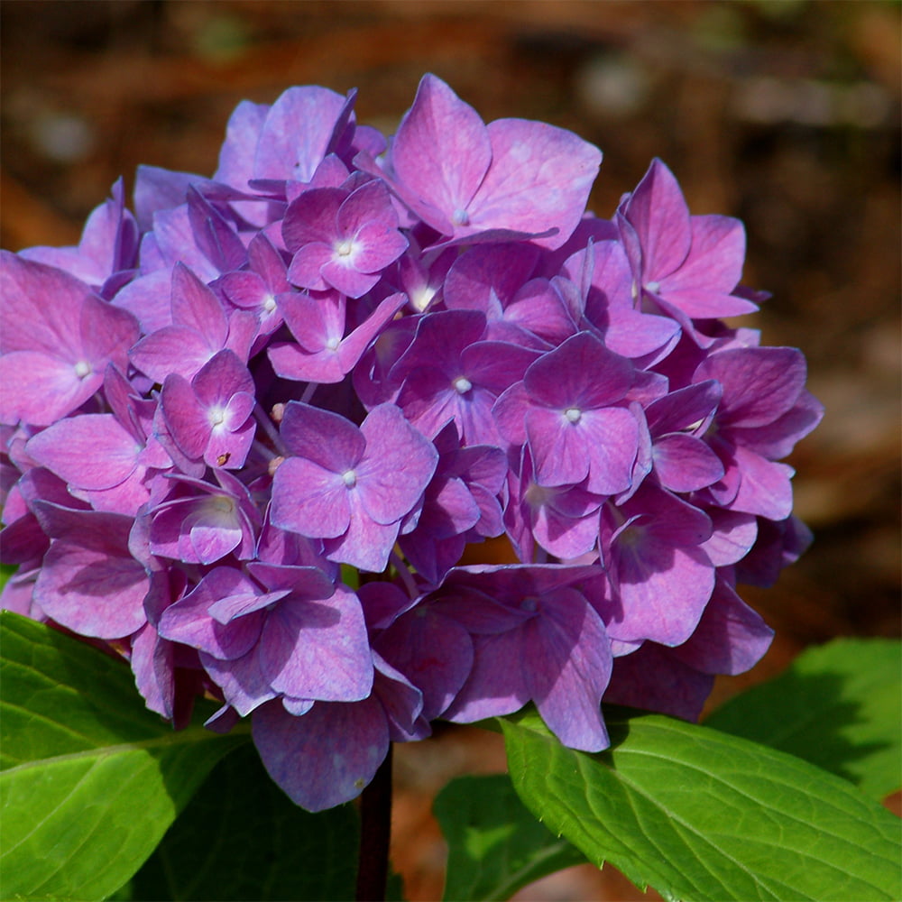 معرفی نام و معنی 15 گل زیبا - 4. گل ادریسی Hydrangea