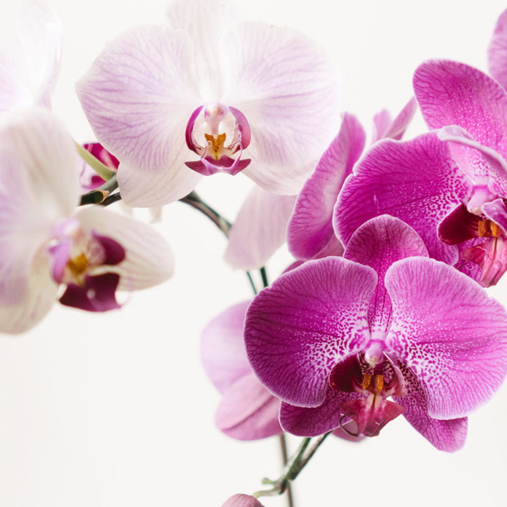معرفی نام و معنی 15 گل زیبا - 7. گل ارکیده Orchids