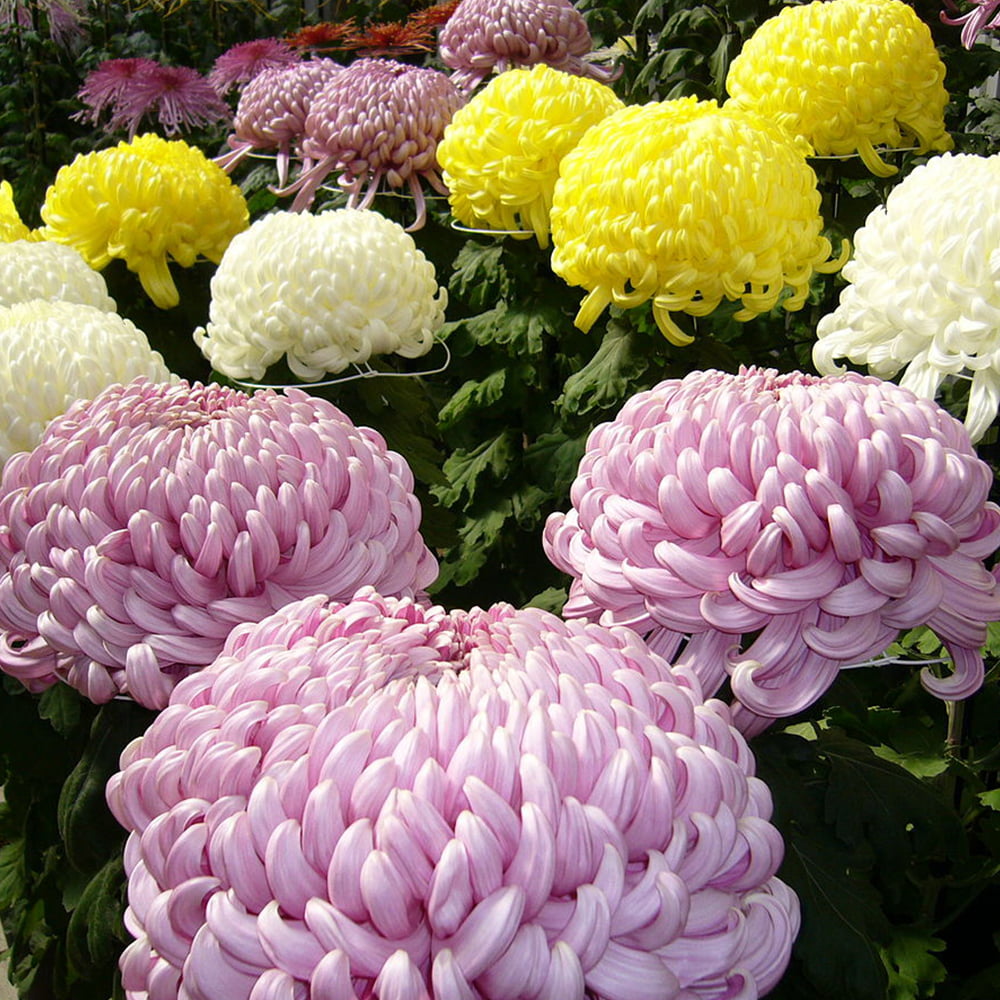 معرفی نام و معنی 15 گل زیبا - 1. گل داوودی Cgrysanthemum