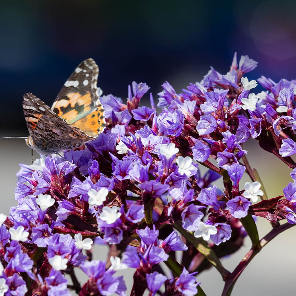 معرفی نام و معنی 15 گل زیبا - 6. گل شصت عروسان / زنبوری Sea Lavenders