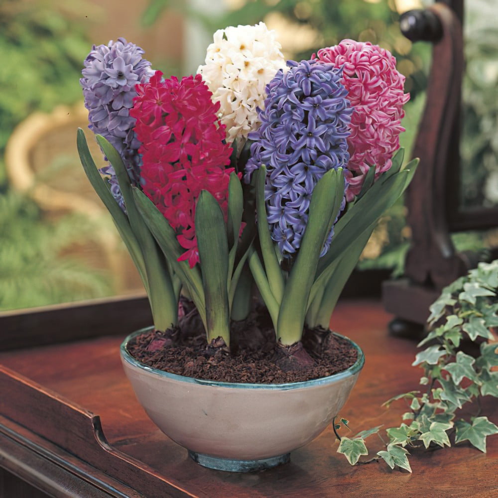 معرفی نام و معنی 15 گل زیبا - 2. گل سنبل Hyacinth