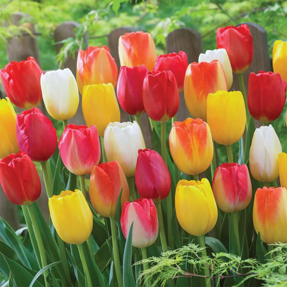 15. گل لاله Tulip