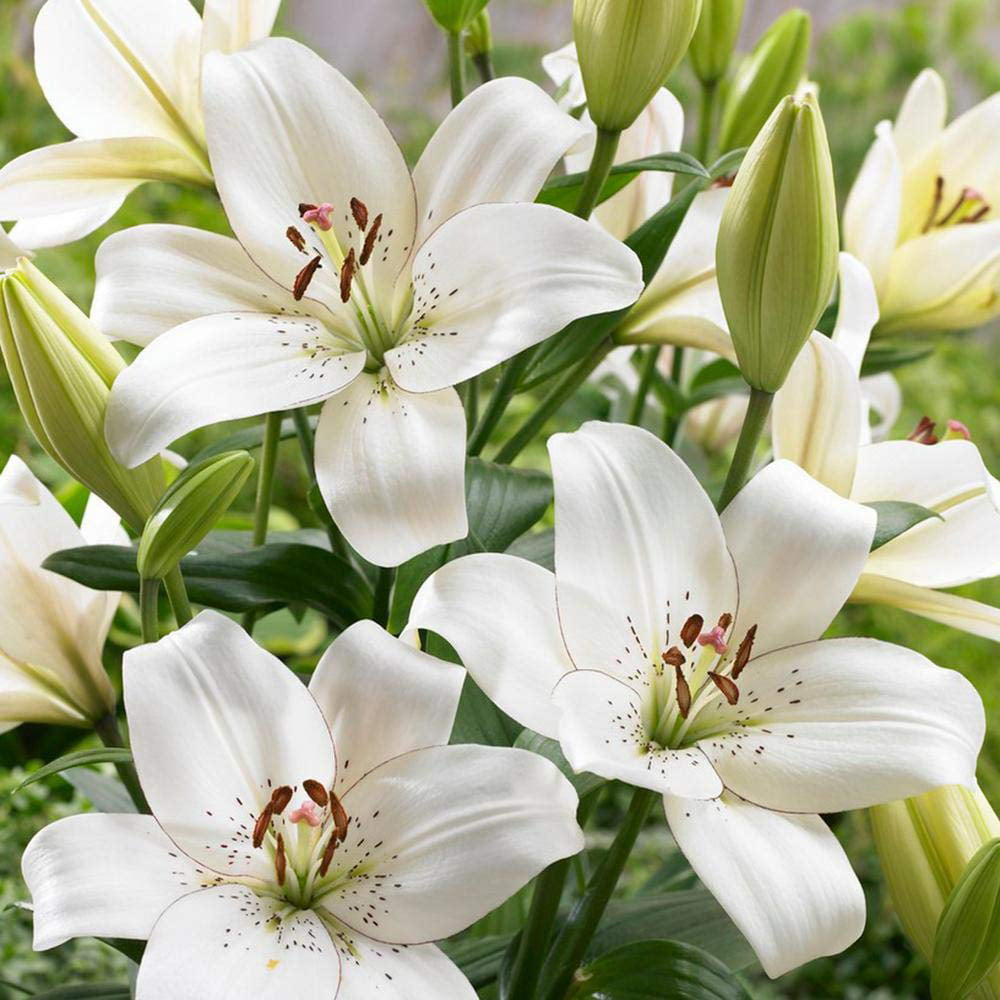 معرفی نام و معنی 15 گل زیبا - 9. گل لیلیوم / سوسن Lily