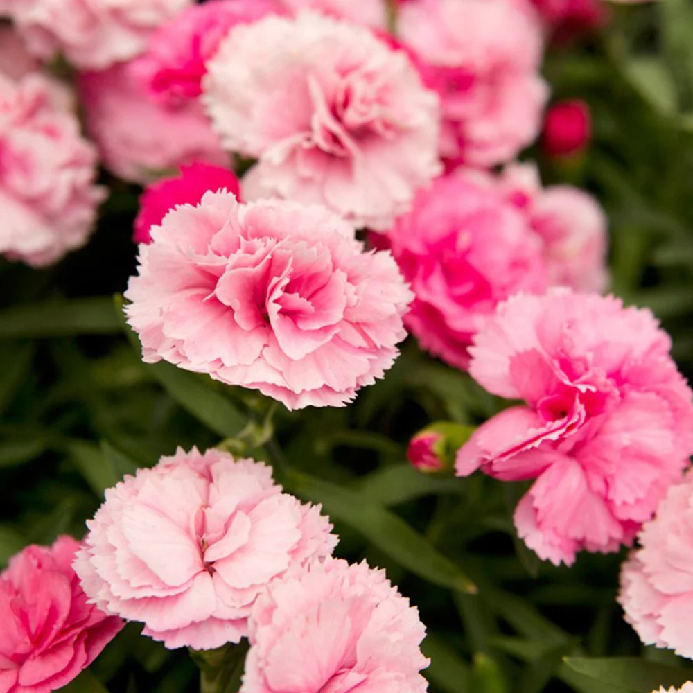 14. گل میخک Pink Dianthus