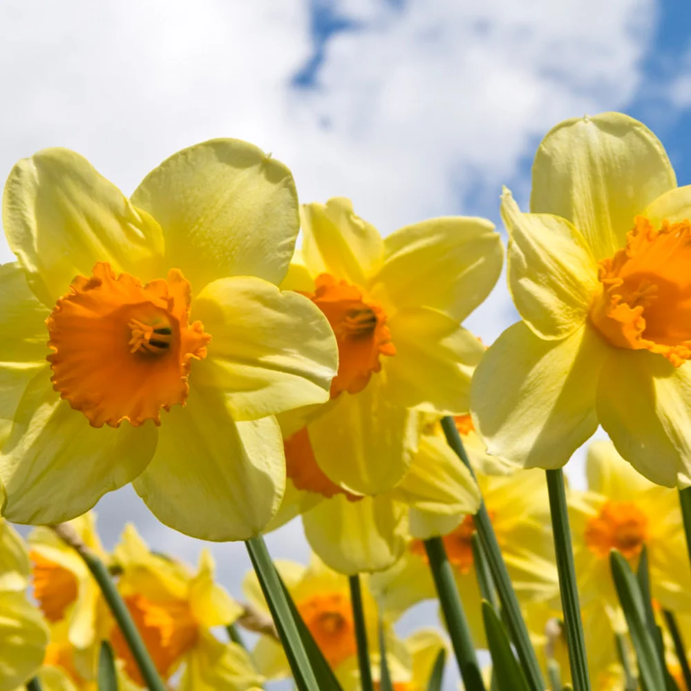 12. گل نرگس Daffodil