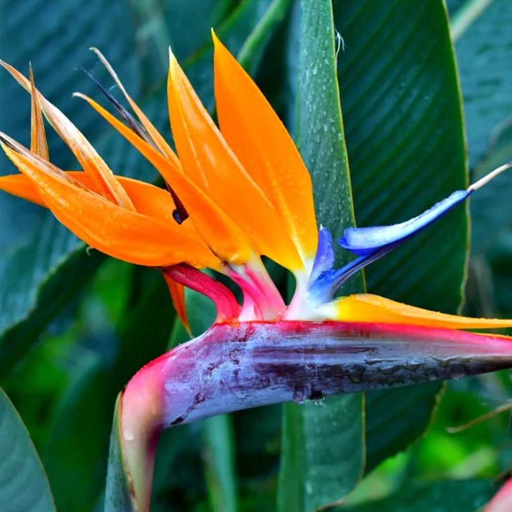 13. گل پرنده بهشتی Bird Of Paradise