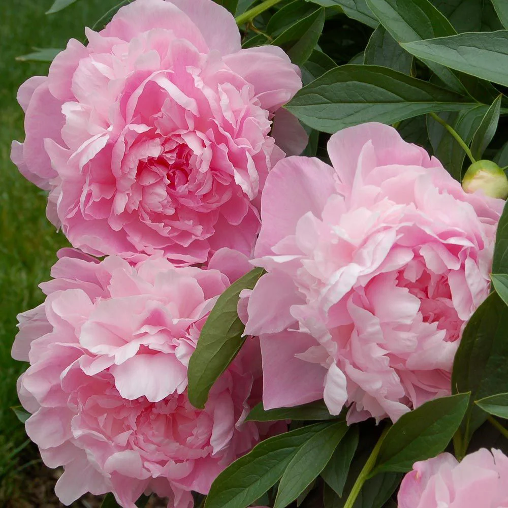 معرفی نام و معنی 15 گل زیبا - 3. گل پیونی / صد تومانی Peony