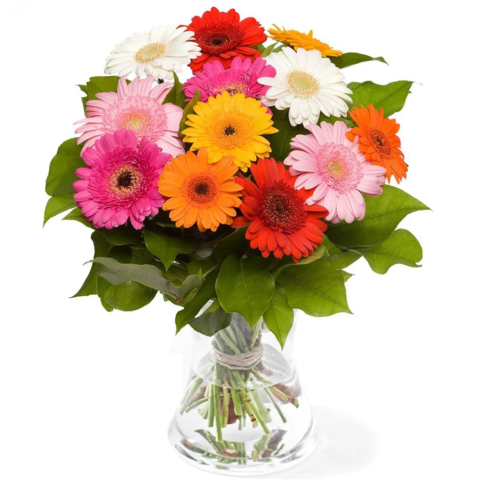 معرفی نام و معنی 15 گل زیبا - 10. گل ژربرا Gerbera